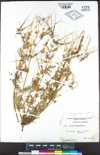 Erodium brachycarpum image