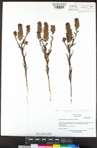 Orthocarpus cuspidatus image