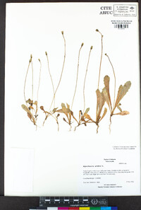 Hypochaeris glabra image