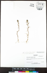 Phalaris paradoxa image