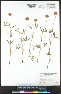 Trifolium longipes image