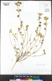 Trifolium gracilentum image