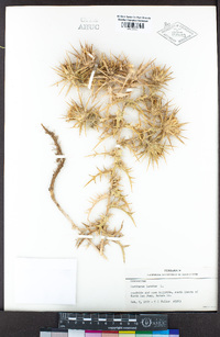 Carthamus lanatus image