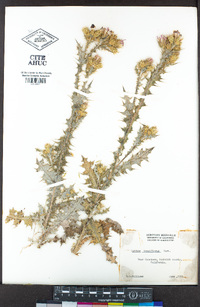 Carduus tenuiflorus image