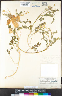 Astragalus douglasii var. parishii image