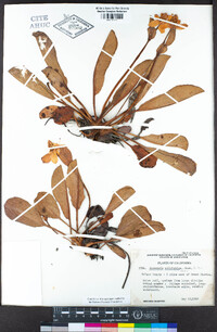 Anemopsis californica image