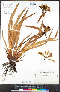 Iris longipetala image