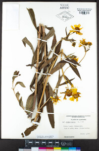 Bidens laevis image