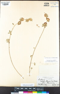 Acmispon argophyllus var. argenteus image