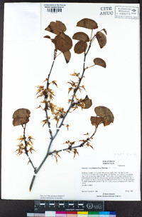 Cercis occidentalis image