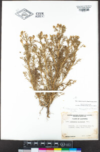 Matricaria discoidea image