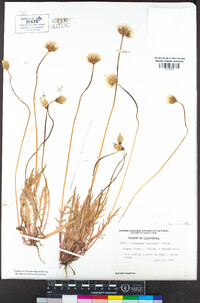 Microseris acuminata image