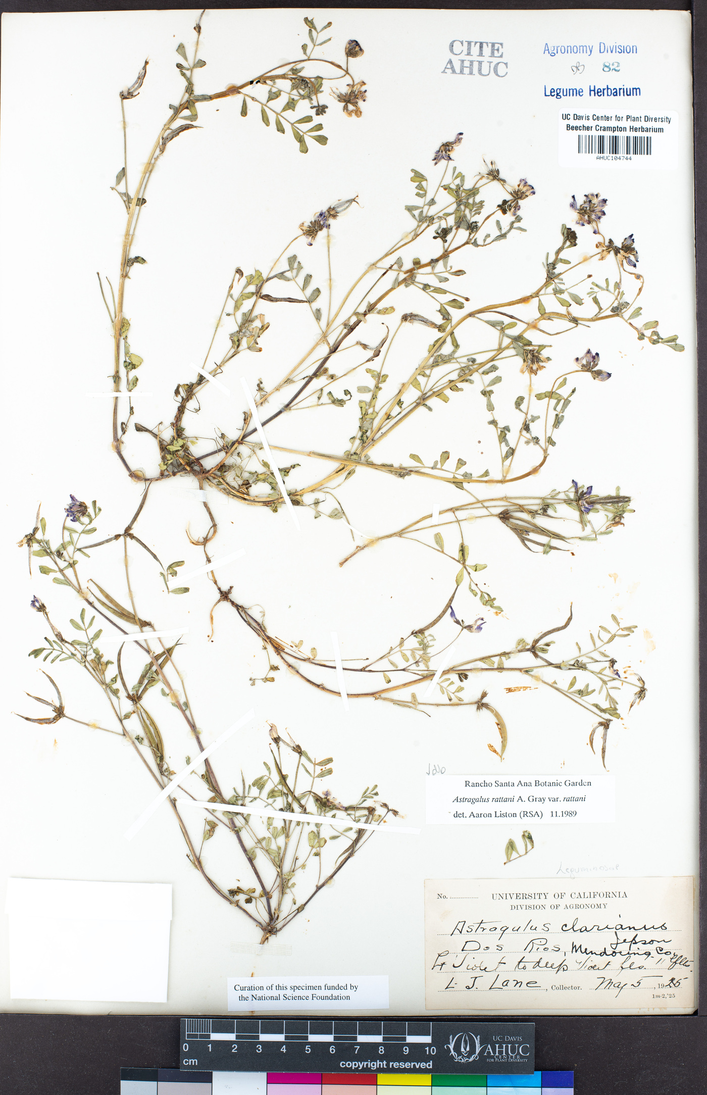 Astragalus rattanii var. rattanii image