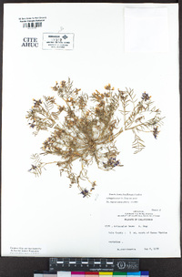 Astragalus tener var. tener image