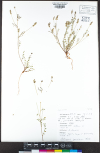 Astragalus gambelianus image