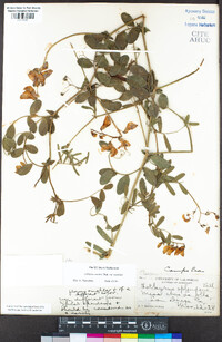 Lathyrus vestitus image