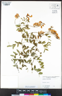 Lathyrus polyphyllus image