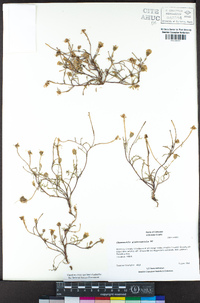 Chaenactis glabriuscula image