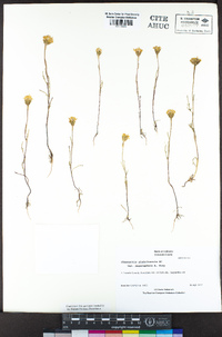 Chaenactis glabriuscula image