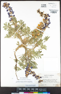 Lupinus microcarpus image