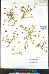 Trifolium barbigerum image