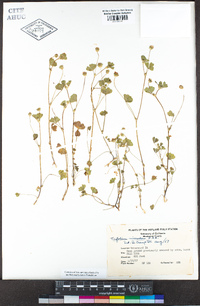 Trifolium microdon image