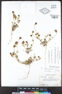 Trifolium dichotomum image