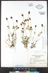 Trifolium dichotomum image