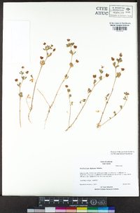 Trifolium dubium image