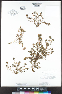 Trifolium dubium image