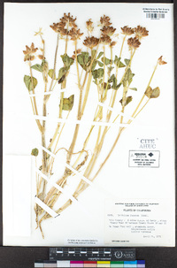 Trifolium fucatum image