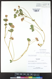 Trifolium fucatum image