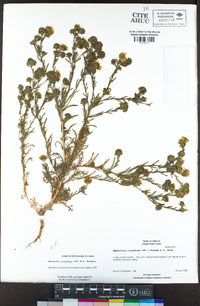 Deinandra corymbosa image