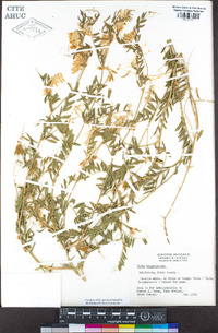 Vicia benghalensis image