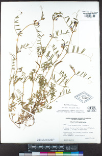 Vicia sativa image