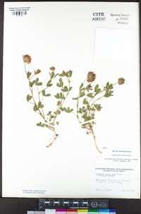 Trifolium wormskioldii image