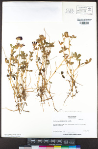 Trifolium wormskioldii image