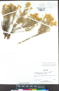 Ericameria parryi var. latior image