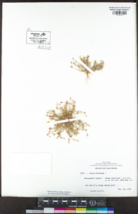 Juncus bufonius image