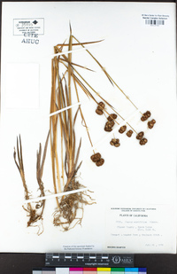 Juncus ensifolius image