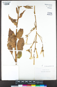 Nicotiana quadrivalvis image