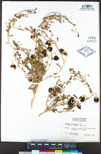 Solanum triflorum image