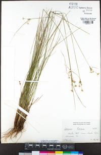 Juncus tenuis image