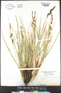 Carex nebrascensis image