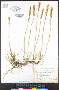 Narthecium californicum image