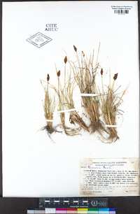 Carex breweri image