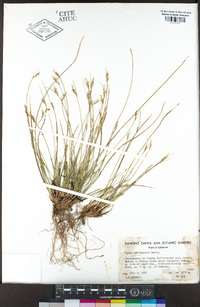 Carex multicaulis image