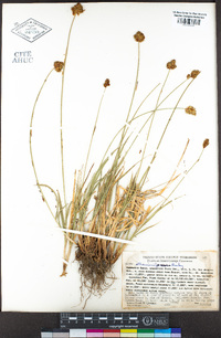 Carex straminiformis image