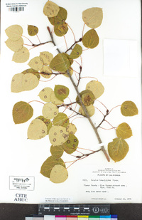 Populus tremuloides image