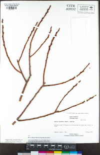 Salix lasiandra image